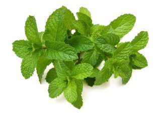 スイートバジル｜FRESH HERBS｜あぐりぴあ沖縄のハーブとミツバチ