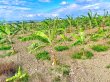 画像7: もっちり食感！島バナナ【2kg】 (7)