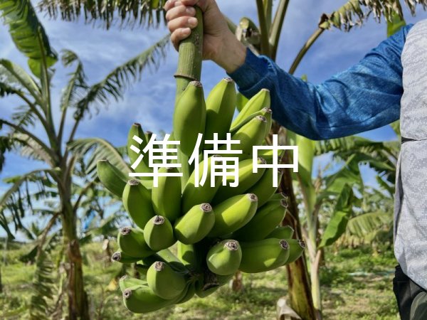 画像1: もっちり食感！島バナナ【2kg】 (1)