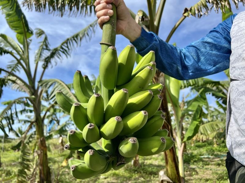 アップルバナナ（2kg）｜沖縄産 国産バナナギフト｜78BANANA