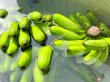 画像3: もっちり食感！島バナナ【2kg】 (3)