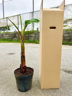 アップルバナナ苗(矮性)|PLANTS|あぐりぴあ沖縄のハーブと アップルバナナ苗(矮性)|PLANTS|あぐりぴあ沖縄のハーブと