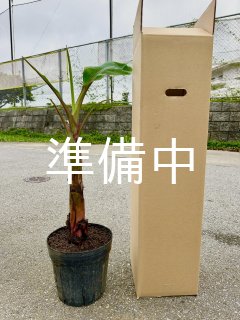 木熟OK＝世界一美味と称賛◆伝統種島バナナ＝超モンスター苗③ バナナ＝絶対王者の糖度◇モンスター苗、110㎝☆超・ドワーフ