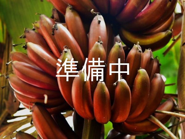 画像1: モラードバナナ【2kg】 (1)