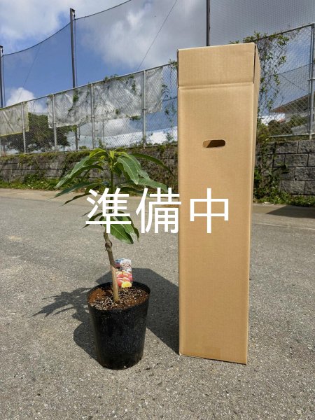 画像1: アップルマンゴー苗（アーウィン種・接木） (1)