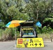 画像6: 島バナナ苗 (6)