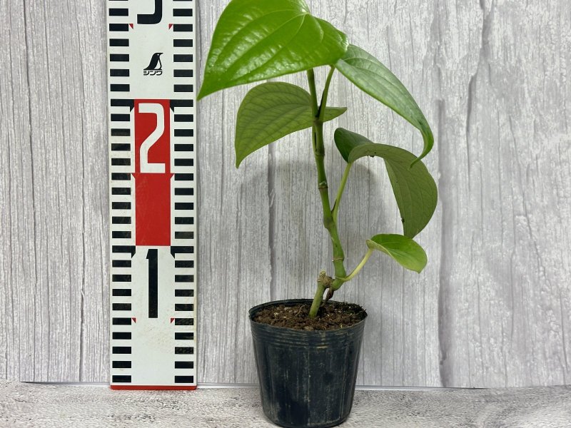 画像4: ブラックペッパー（黒胡椒）ポット苗 (4)