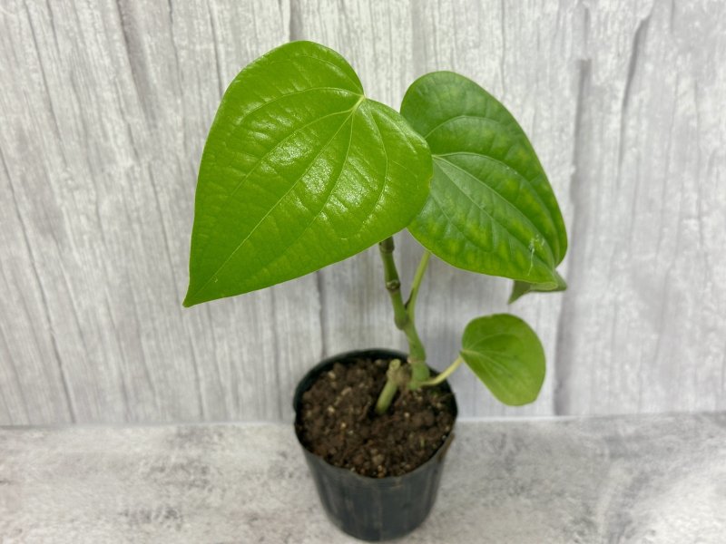 画像2: ブラックペッパー（黒胡椒）ポット苗 (2)