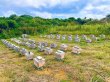 画像5: 非加熱・無添加『宮古島産 生はちみつ』（110g） (5)