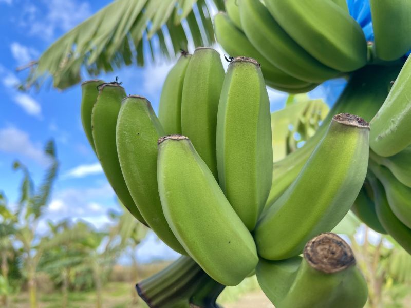 もっちり食感！島バナナ｜78BANANA｜あぐりぴあ沖縄のハーブとミツバチ